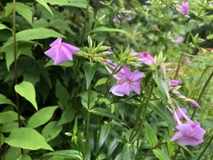 Phlox carolina