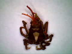 Menaethius monoceros