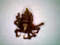 Menaethius monoceros