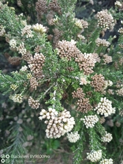 Ozothamnus leptophyllus