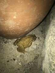 Bufo