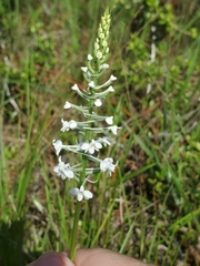 Platanthera nivea