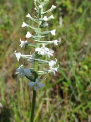 Platanthera nivea