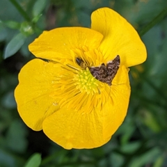 Anthophila fabriciana