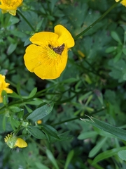 Anthophila fabriciana