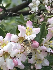 Apis mellifera