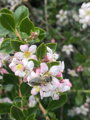 Apis mellifera