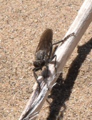 Lasiopogon