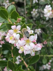 Apis mellifera