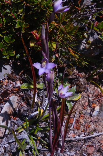 Thelymitra observed 2015-02-13