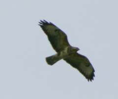 Buteo buteo