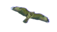 Buteo buteo