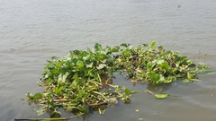 Pontederia crassipes