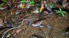 Hydrops triangularis