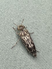 Yakuhananomia bidentata