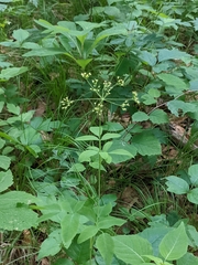 Taenidia integerrima
