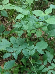Taenidia integerrima