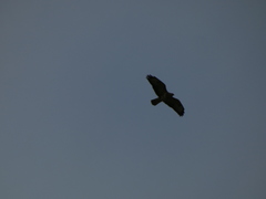 Buteo buteo