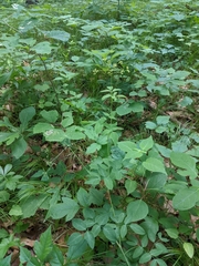 Taenidia integerrima