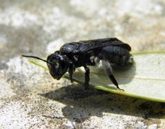 Andrena agilissima