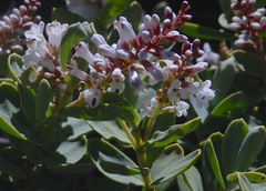 Veronica albicans