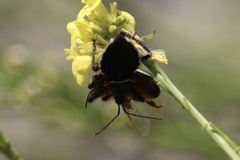 Apiomerus californicus