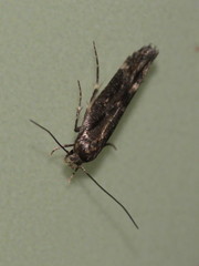 Mompha sturnipennella