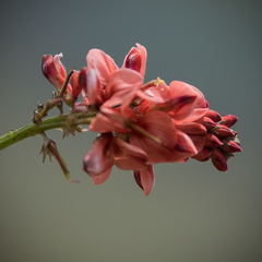 Indigofera dimidiata