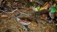 Hydrops triangularis