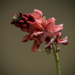 Indigofera dimidiata