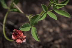 Indigofera dimidiata