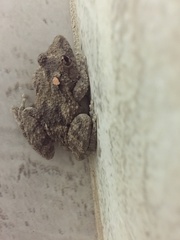 Scinax acuminatus