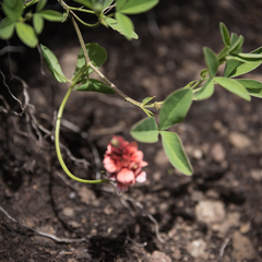 Indigofera dimidiata