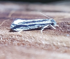 Nemapogon rileyi