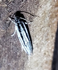 Nemapogon rileyi