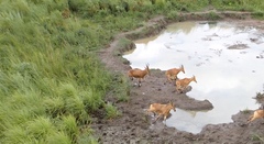 Alcelaphus buselaphus lelwel