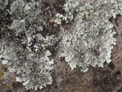 Parmelioideae