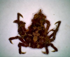 Menaethius monoceros