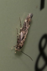 Mompha sturnipennella