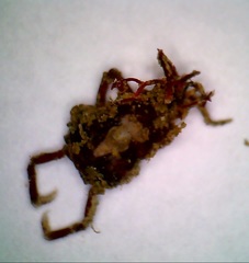 Menaethius monoceros