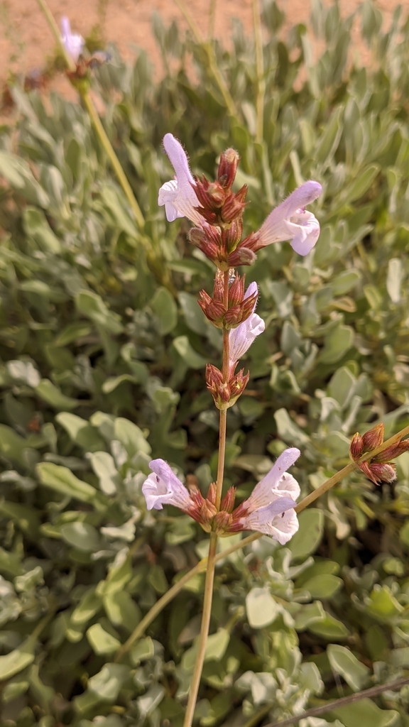 Salvia subgen. Salvia