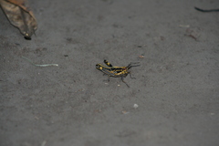 Zonocerus variegatus