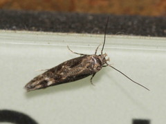 Mompha sturnipennella
