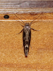 Mompha sturnipennella