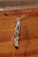 Mompha sturnipennella