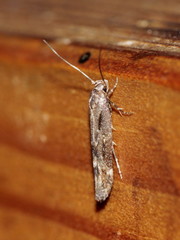 Mompha sturnipennella