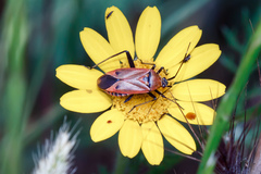 Calocoris