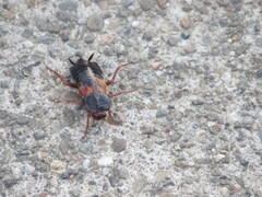 Blattidae