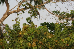 Cercopithecus neglectus