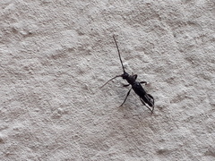 Nathrius brevipennis